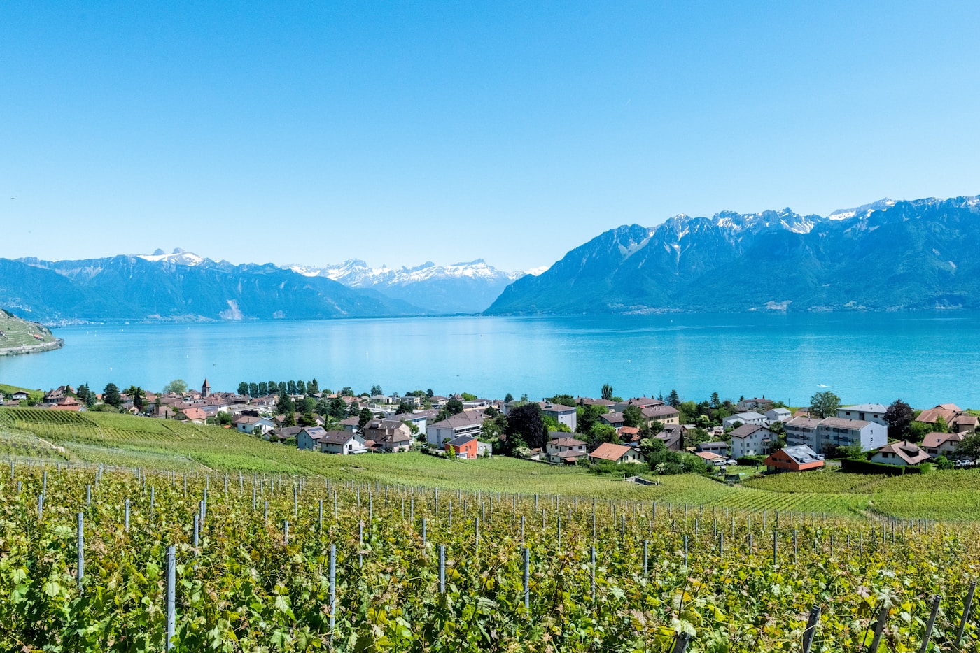 Schweizer Alpenpanorama mit Weinbergen und See